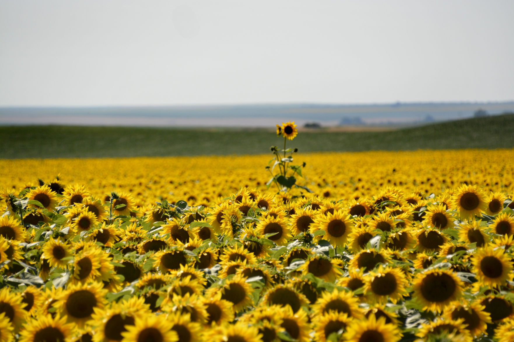 Sunflower lookout